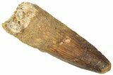 Fossil Spinosaurus Tooth - Real Dinosaur Tooth #301286-1